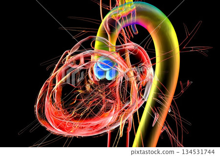 Heart with aortic valve highlighted in blue, 3D illustration. 134531744