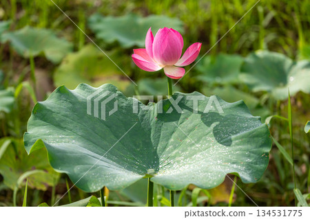 台灣南投桃米村盛開的粉紅荷花與翠綠荷葉之美 134531775