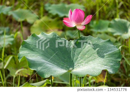台灣南投桃米村盛開的粉紅荷花與翠綠荷葉之美 134531776