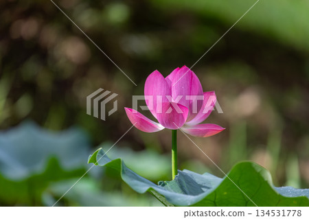 台灣南投桃米村盛開的粉紅荷花與翠綠荷葉之美 134531778