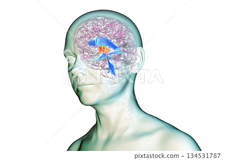 Third brain ventricle, 3D illustration Third brain ventricle, 3D illustration 134531787