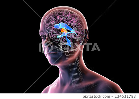 Third brain ventricle, 3D illustration 134531788