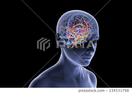 Human brain with highlighted blood vessels, 3D illustration. Human brain with highlighted blood vessels, 3D illustration. 134531798