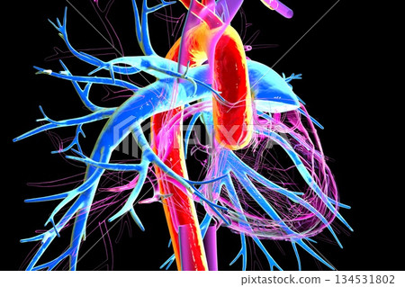 Human heart with aorta highlighted in red and pulmonary trunk with pulmonary arteries in blue, 3D illustration 134531802