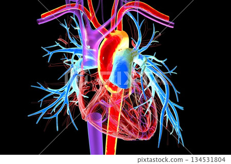 Human heart with aorta highlighted in red and pulmonary trunk with pulmonary arteries in blue, 3D illustration 134531804