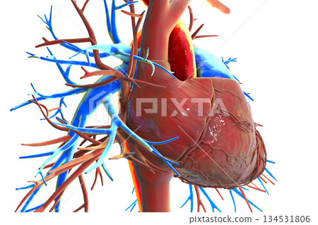 Human heart with aorta highlighted in red and pulmonary trunk with pulmonary arteries in blue, 3D illustration 134531806
