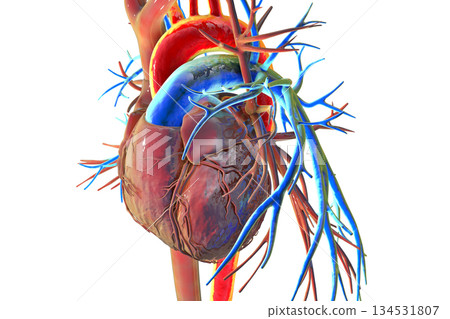 Human heart with aorta highlighted in red and pulmonary trunk with pulmonary arteries in blue, 3D illustration 134531807