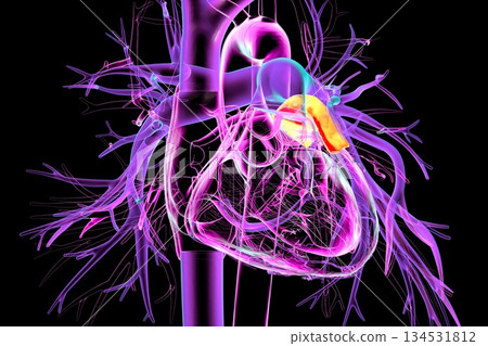 Left heart auricle highlighted in red, 3D illustration Left heart auricle highlighted in red, 3D illustration 134531812