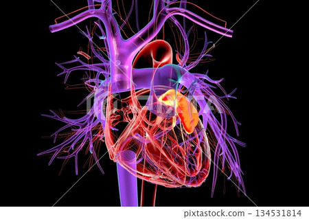 Left heart auricle highlighted in red, 3D illustration Left heart auricle highlighted in red, 3D illustration 134531814