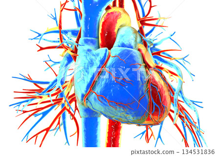 Human heart anatomy, 3D illustration Human heart anatomy, 3D illustration 134531836