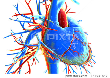 Human heart anatomy, 3D illustration Human heart anatomy, 3D illustration 134531837