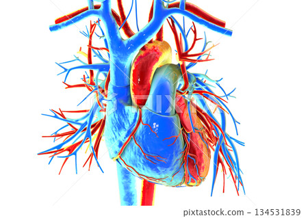 Human heart anatomy, 3D illustration Human heart anatomy, 3D illustration 134531839
