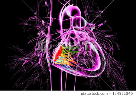 Human heart with highlighted tricuspid valve, 3D illustration Human heart with highlighted tricuspid valve, 3D illustration 134531840