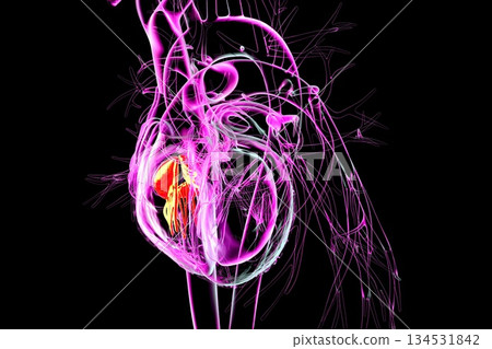 Human heart with highlighted tricuspid valve, 3D illustration Human heart with highlighted tricuspid valve, 3D illustration 134531842