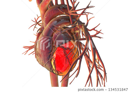 Human heart with left ventricle highlighted in red, 3D illustration. 134531847