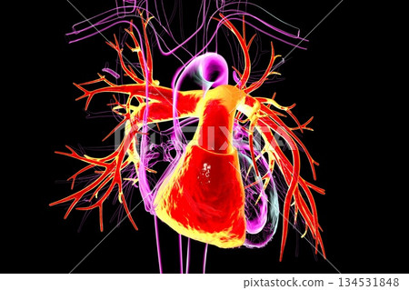 Human heart with right ventricle and pulmonary trunk highlighted in red, 3D illustration 134531848