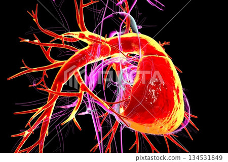 Human heart with right ventricle and pulmonary trunk highlighted in red, 3D illustration 134531849