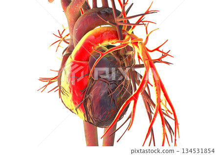 Human heart with right ventricle and pulmonary trunk highlighted in red, 3D illustration Human heart with right ventricle and pulmonary trunk highlighted in red, 3D illustration 134531854