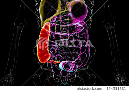 Ascending colon and appendix, 3D illustration Ascending colon and appendix, 3D illustration 134531881