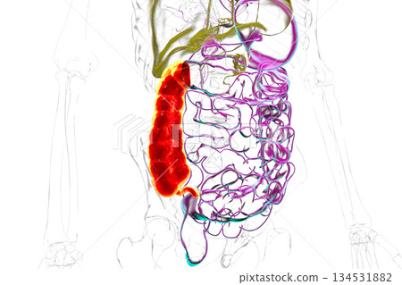Ascending colon and appendix, 3D illustration Ascending colon and appendix, 3D illustration 134531882
