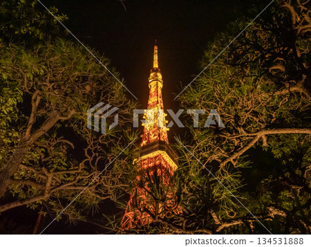 [Tokyo] Tokyo Tower seen beyond the pine trees 134531888