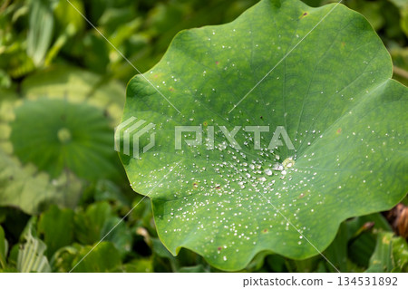 台灣南投桃米村池塘中晶瑩露水與新鮮蓮子 134531892