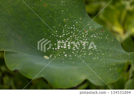 台灣南投桃米村池塘中晶瑩露水與新鮮蓮子 台灣南投桃米村池塘中晶瑩露水與新鮮蓮子 134531894