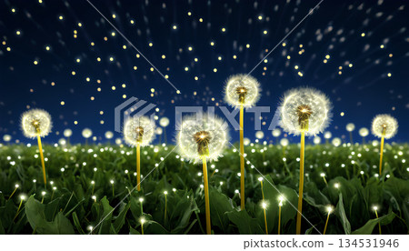 dandelion flowers on field dandelion flowers on field 134531946