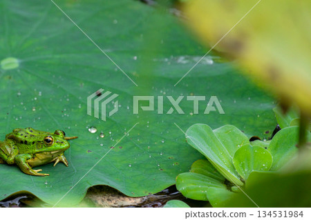 Ecological Habitat of Taomi Village, Nantou, Taiwan: Rare Golden Line Frog in Heshang 134531984
