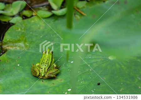 Ecological Habitat of Taomi Village, Nantou, Taiwan: Rare Golden Line Frog in Heshang Ecological Habitat of Taomi Village, Nantou, Taiwan: Rare Golden Line Frog in Heshang 134531986