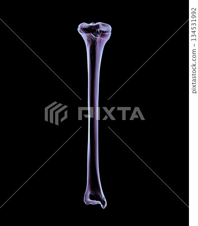 Anatomy of tibia bone, front view, 3D illustration 134531992