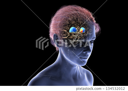 Putamen and globus pallidus, 3D illustration 134532012