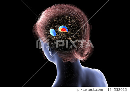 Putamen and globus pallidus, 3D illustration 134532013