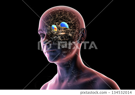 Putamen and globus pallidus, 3D illustration 134532014