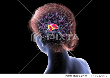 Thalamus of human brain, 3D illustration 134532017