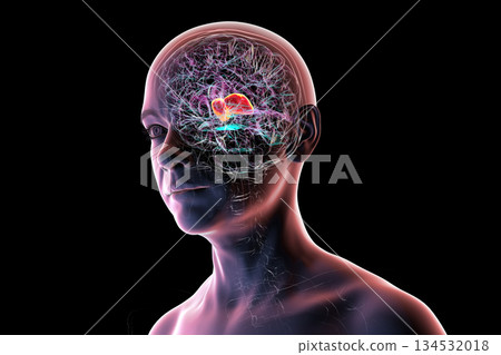Thalamus of human brain, 3D illustration 134532018