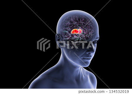 Thalamus of human brain, 3D illustration Thalamus of human brain, 3D illustration 134532019