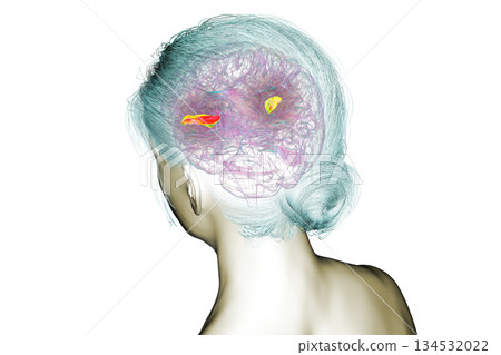 Human brain with the transverse temporal gyri, 3D illustration Human brain with the transverse temporal gyri, 3D illustration 134532022