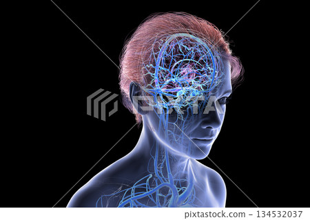 Brain veins, 3D illustration Brain veins, 3D illustration 134532037
