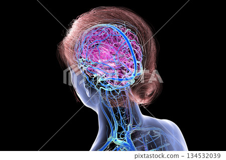 Brain veins, 3D illustration 134532039