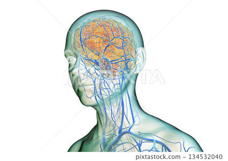 Brain veins, 3D illustration Brain veins, 3D illustration 134532040