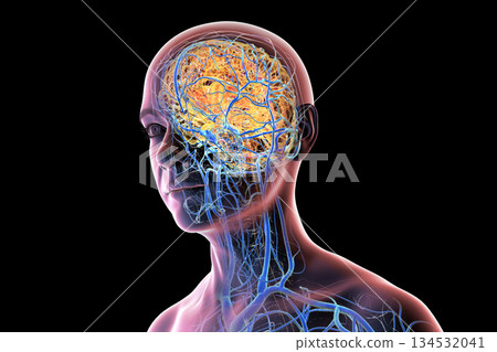 Brain veins, 3D illustration Brain veins, 3D illustration 134532041