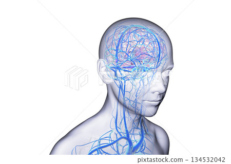 Brain veins, 3D illustration 134532042