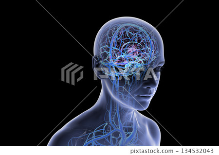 Brain veins, 3D illustration Brain veins, 3D illustration 134532043