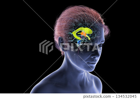 Human brain with colored ventricles, 3D illustration Human brain with colored ventricles, 3D illustration 134532045