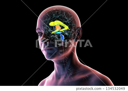 Human brain with colored ventricles, 3D illustration 134532049