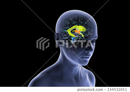 Human brain with colored ventricles, 3D illustration Human brain with colored ventricles, 3D illustration 134532051