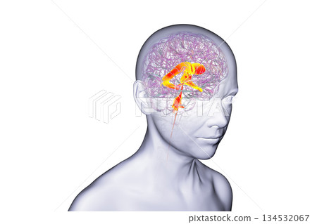 Ventricular system of the brain, 3D illustration Ventricular system of the brain, 3D illustration 134532067