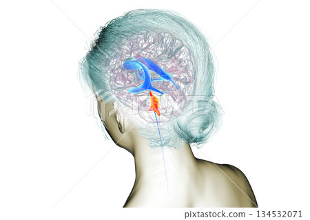 Fourth ventricle of human brain, 3D illustration Fourth ventricle of human brain, 3D illustration 134532071