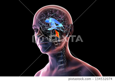 Fourth ventricle of human brain, 3D illustration Fourth ventricle of human brain, 3D illustration 134532074